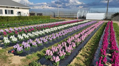 🌸 꽃의 바다(하나노우미) 이미지 2